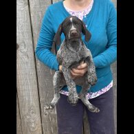 German Pointer - Both