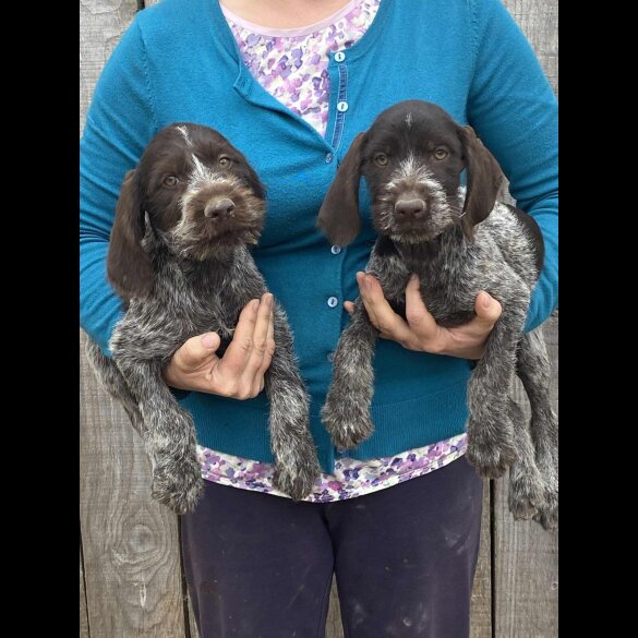 German Pointer - Both