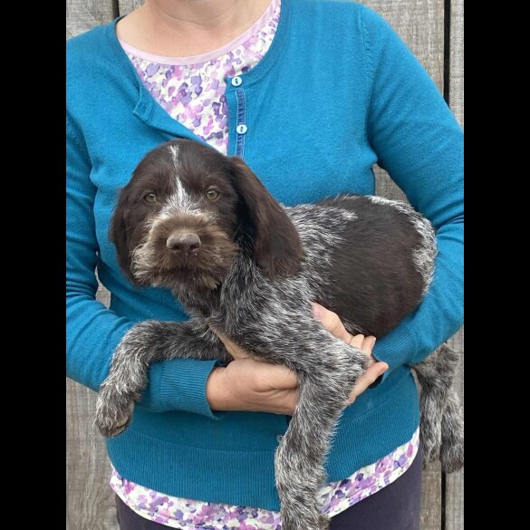 German Pointer - Both