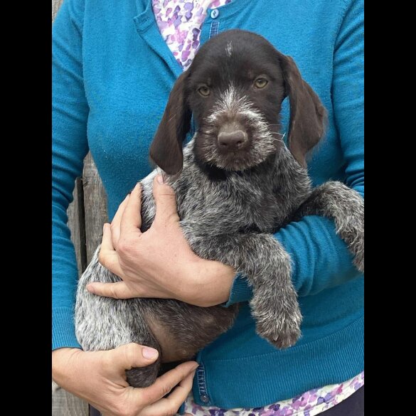 German Pointer - Both