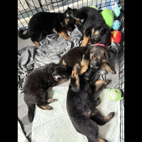 German Shepherd (Alsatian) - Both