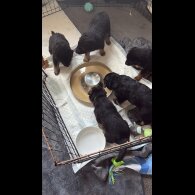 German Shepherd (Alsatian) - Both