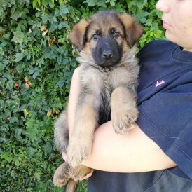 German Shepherd (Alsatian) - Both