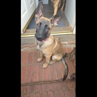 German Shepherd (Alsatian) - Both