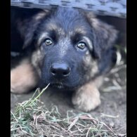 German Shepherd (Alsatian) - Both