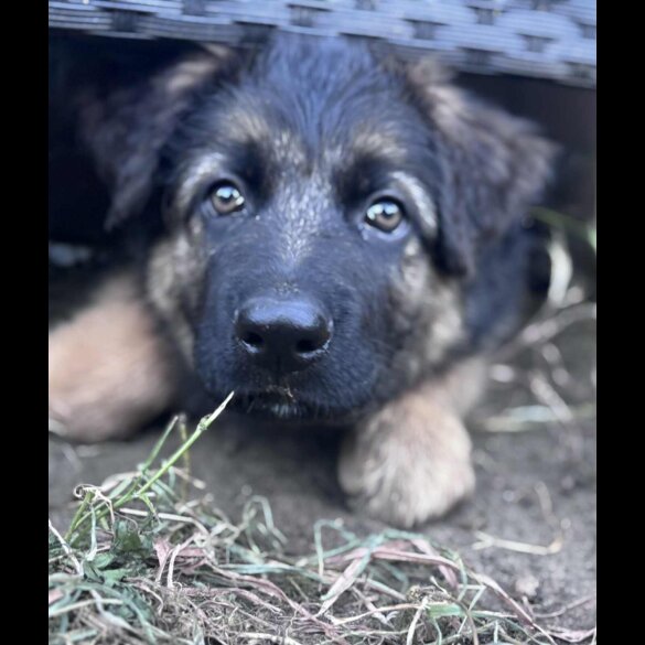 German Shepherd (Alsatian) - Both