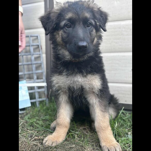 German Shepherd (Alsatian) - Both