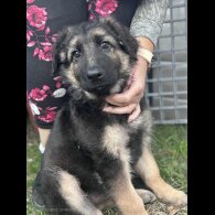 German Shepherd (Alsatian) - Both