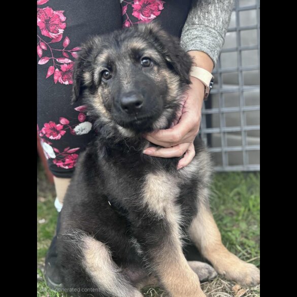 German Shepherd (Alsatian) - Both