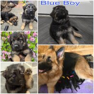 German Shepherd (Alsatian) - Both
