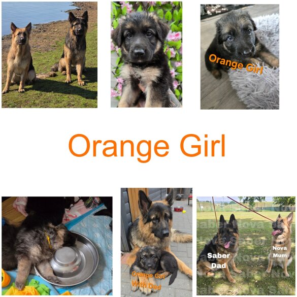 German Shepherd (Alsatian) - Both