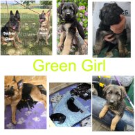 German Shepherd (Alsatian) - Both