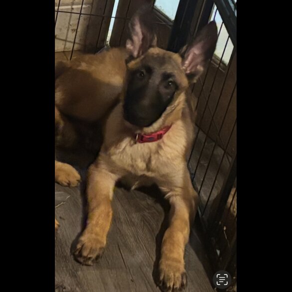 German Shepherd (Alsatian) - Both