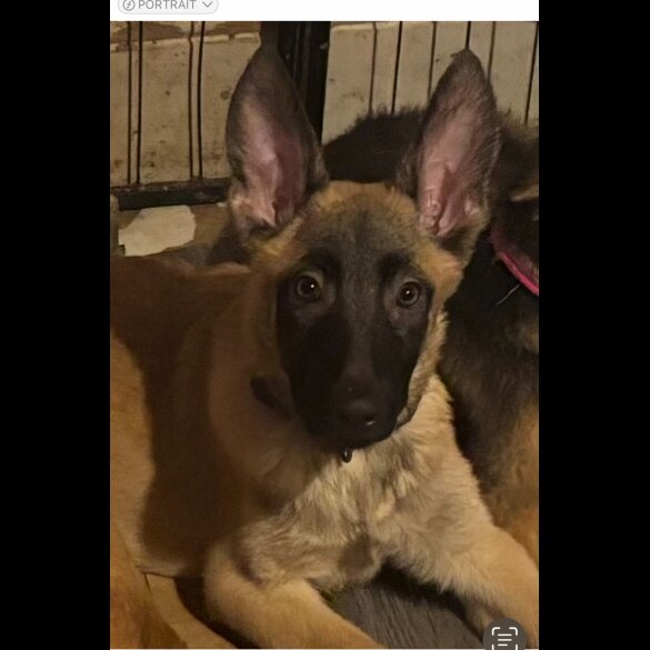 German Shepherd (Alsatian) - Both