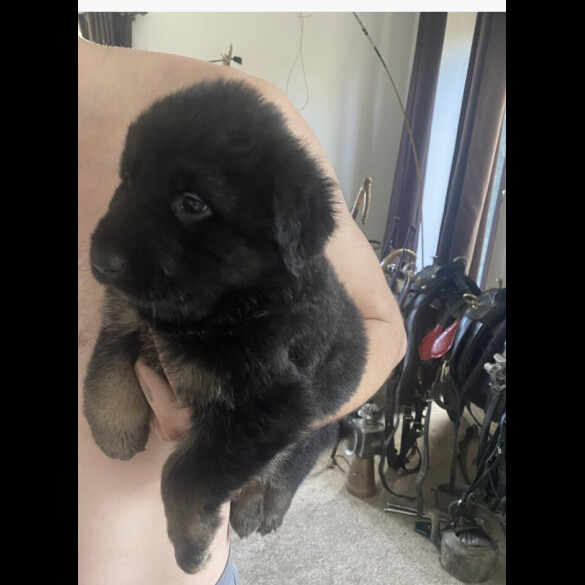 German Shepherd (Alsatian)