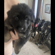 German Shepherd (Alsatian)