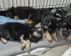 German Shepherd (Alsatian)