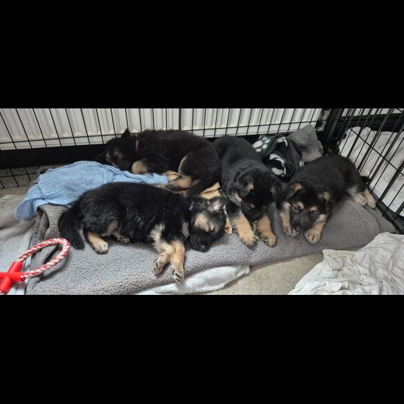 German Shepherd (Alsatian)