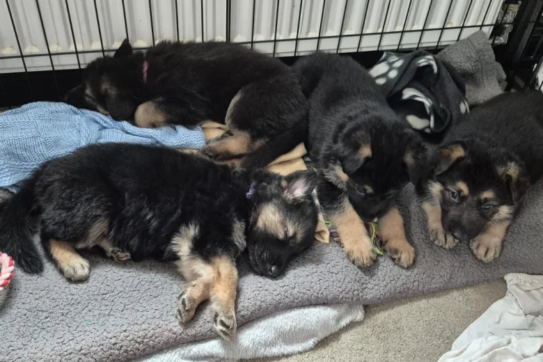 German Shepherd (Alsatian)