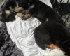 German Shepherd (Alsatian)