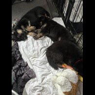 German Shepherd (Alsatian)