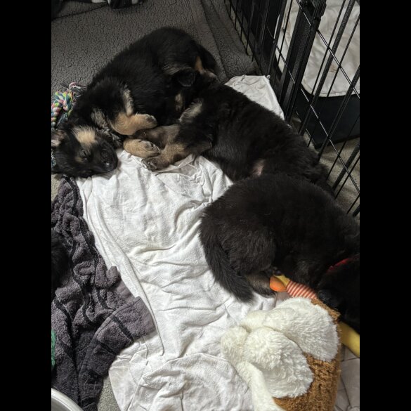 German Shepherd (Alsatian)