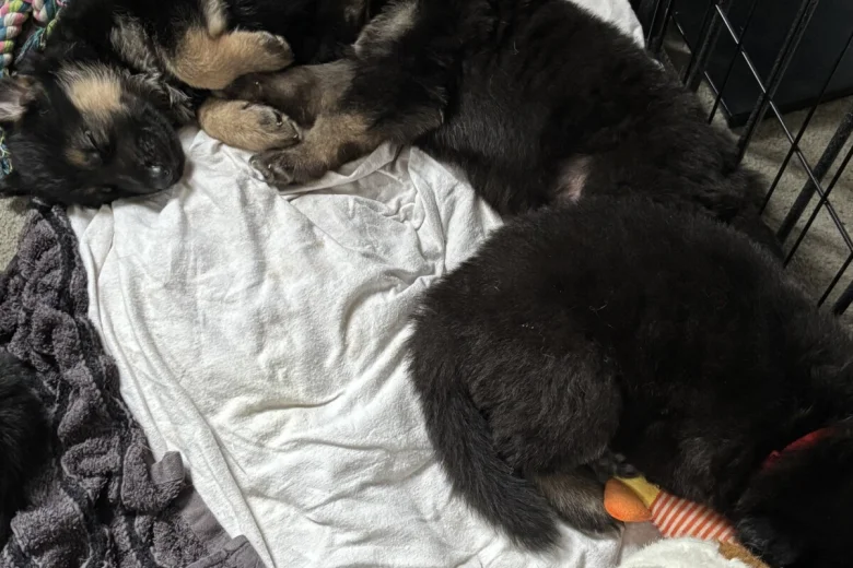 German Shepherd (Alsatian)