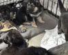 German Shepherd (Alsatian)