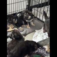 German Shepherd (Alsatian)