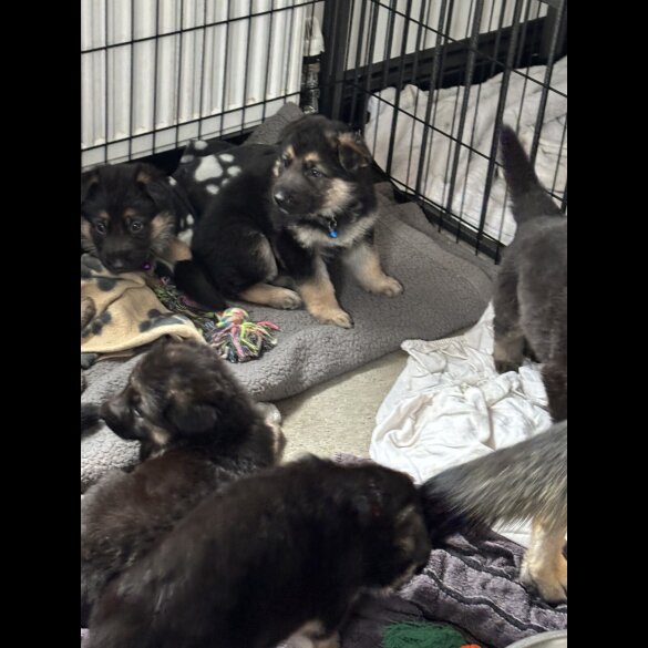 German Shepherd (Alsatian)