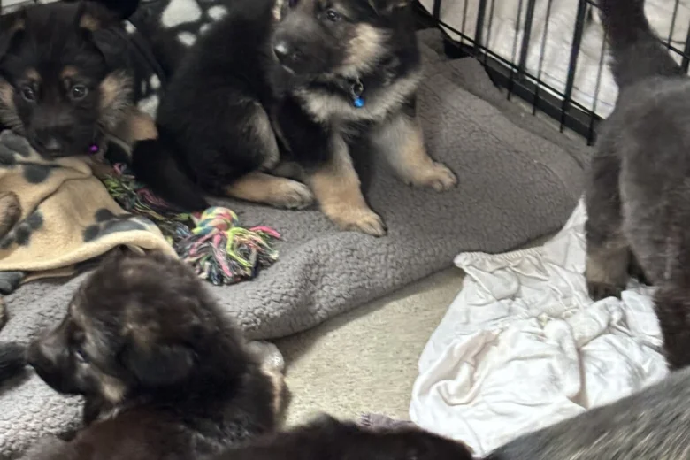 German Shepherd (Alsatian)