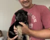 German Shepherd (Alsatian)