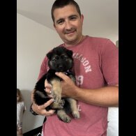 German Shepherd (Alsatian)