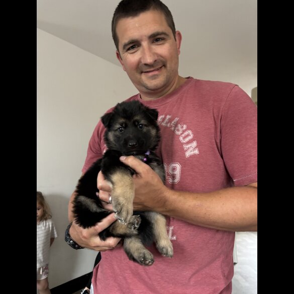 German Shepherd (Alsatian)