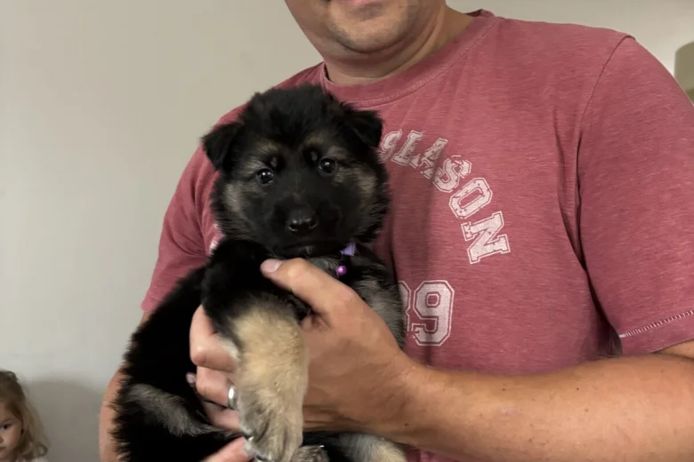 German Shepherd (Alsatian)
