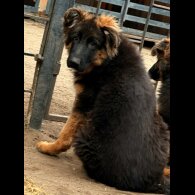 German Shepherd (Alsatian) - Both