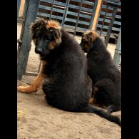 German Shepherd (Alsatian) - Both