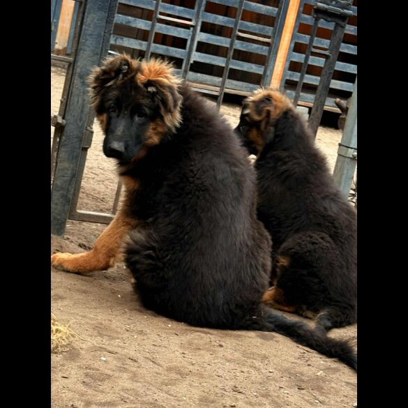 German Shepherd (Alsatian) - Both