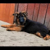 German Shepherd (Alsatian) - Both