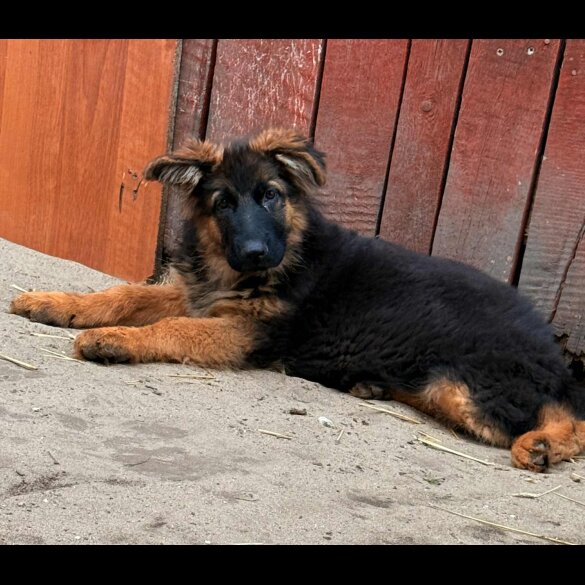 German Shepherd (Alsatian) - Both