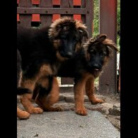 German Shepherd (Alsatian) - Both