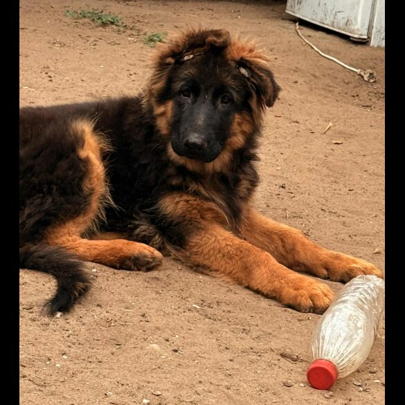 German Shepherd (Alsatian) - Both