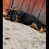 German Shepherd (Alsatian) - Both