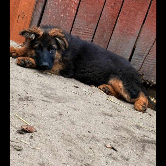 German Shepherd (Alsatian) - Both