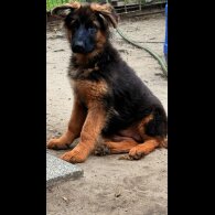 German Shepherd (Alsatian) - Both