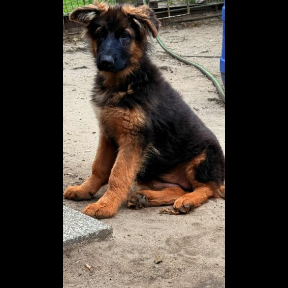 German Shepherd (Alsatian) - Both