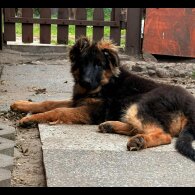 German Shepherd (Alsatian) - Both