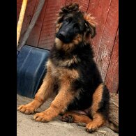 German Shepherd (Alsatian) - Both