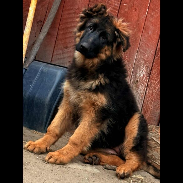 German Shepherd (Alsatian) - Both