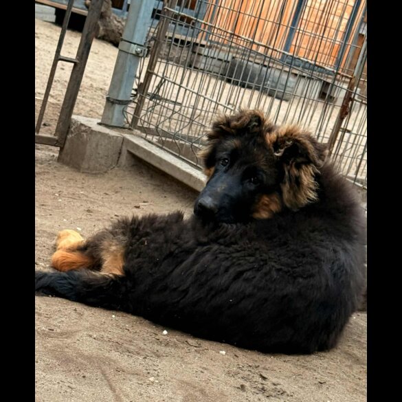 German Shepherd (Alsatian) - Both